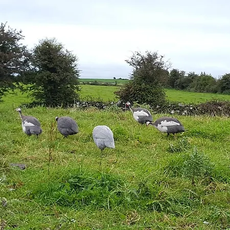Carragh Bed and Breakfast *